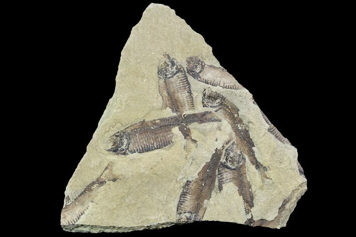 Fossil Fish (Gosiutichthys) Mortality Plate - Lake Gosiute #87798